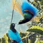 Birdwatcher